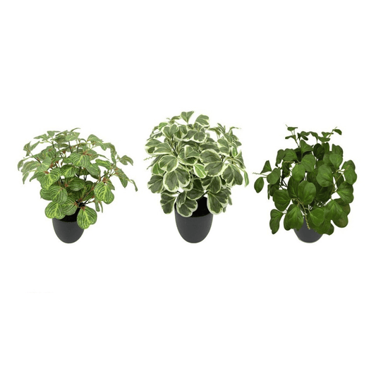 Alpha 55 Plante feuilles vertes en pot plastique déco