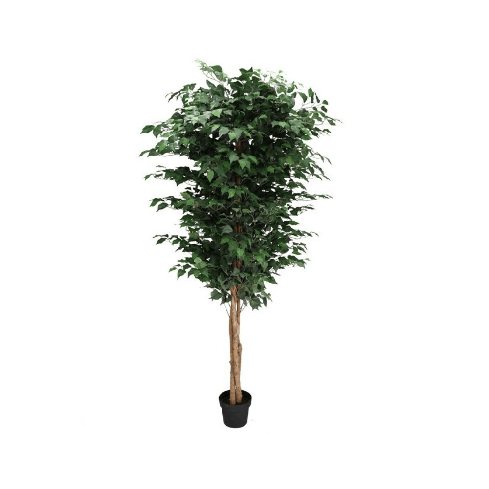 Alpha 55 Plante Ficus 220cm en Pot PS Décoratif