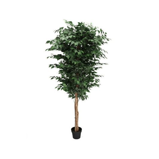 Alpha 55 Plante Ficus 220cm en Pot PS Décoratif