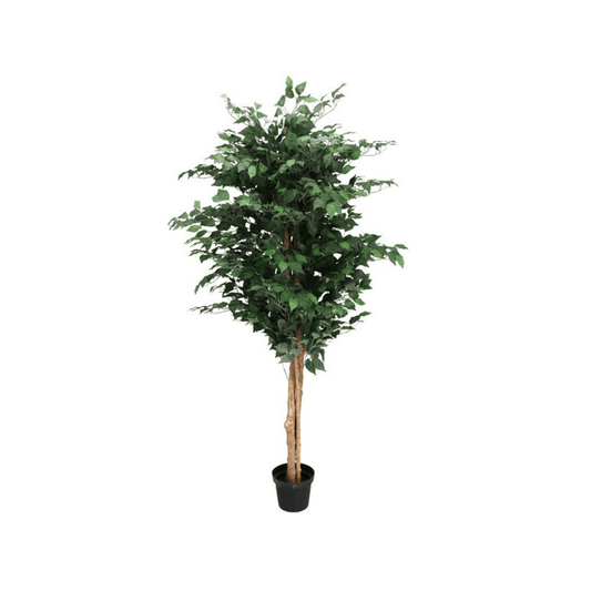 Alpha 55 Plante Ficus en Pot 180 cm Décoratif Intérieur