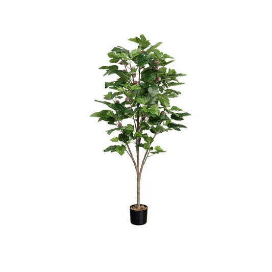 Alpha 55 Plante Figuier en Pot Décoratif Intérieur