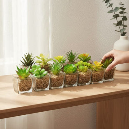 Alpha 55 Plante grasse en pot en verre carré