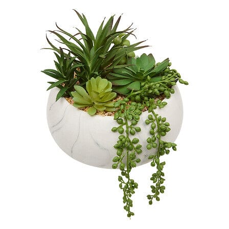 Alpha 55 Plante grasse Jesty en pot céramique – Déco nature