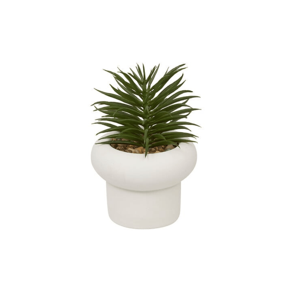 Alpha 55 Plante Grasse Stefi 15 cm avec Pot en Ciment