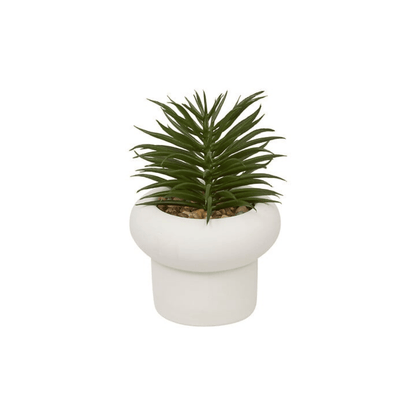 Alpha 55 Plante Grasse Stefi 15 cm avec Pot en Ciment