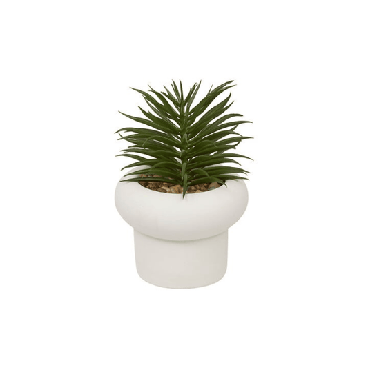 Alpha 55 Plante Grasse Stefi 15 cm avec Pot en Ciment