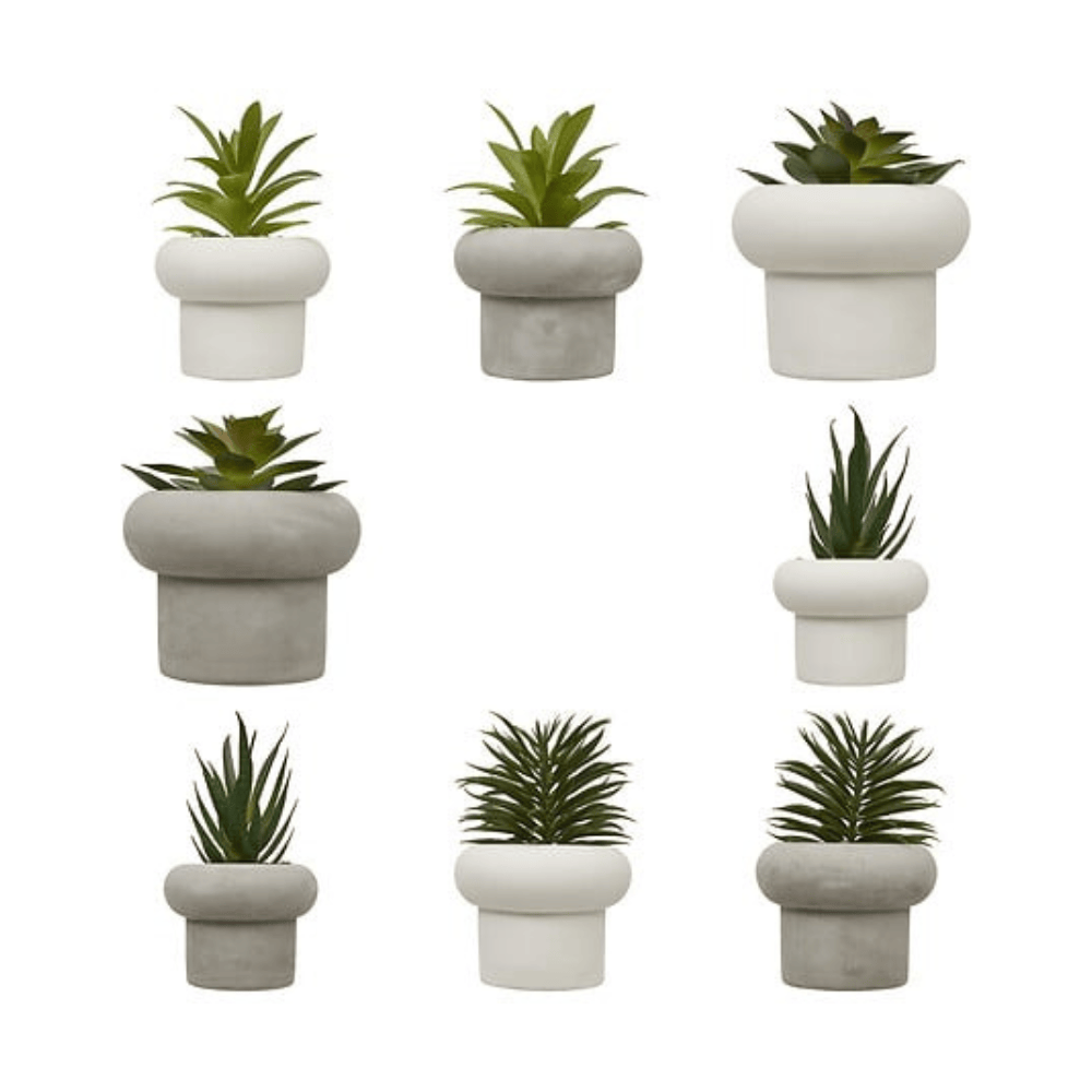 Alpha 55 Plante Grasse Stefi 15 cm avec Pot en Ciment