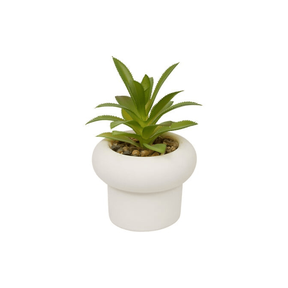 Alpha 55 Plante Grasse Stefi 15 cm avec Pot en Ciment