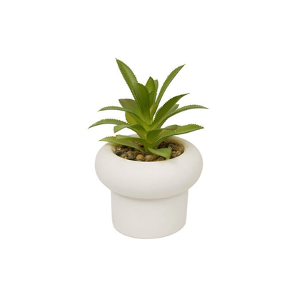 Alpha 55 Plante Grasse Stefi 15 cm avec Pot en Ciment