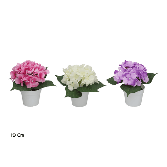 Alpha 55 Plante hortensias en pot plastique déco fleurie