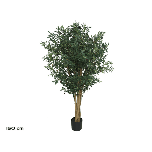 Alpha 55 Plante Luxe Olivier en Pot Plastique Vert