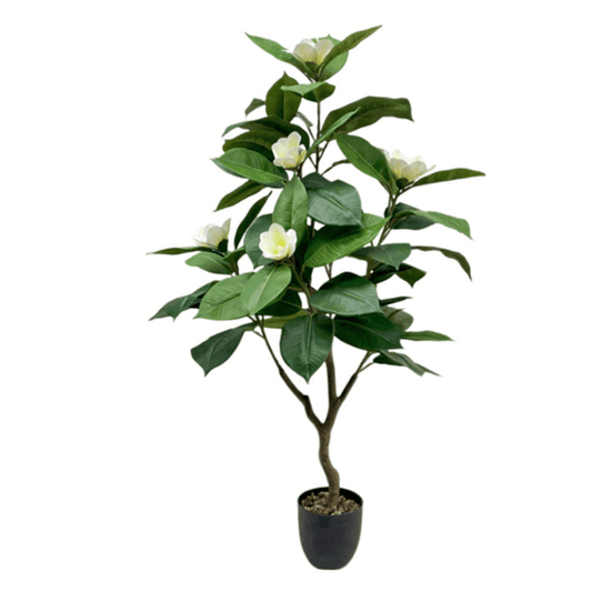 Alpha 55 Plante Magnolia pot vert déco fleurie