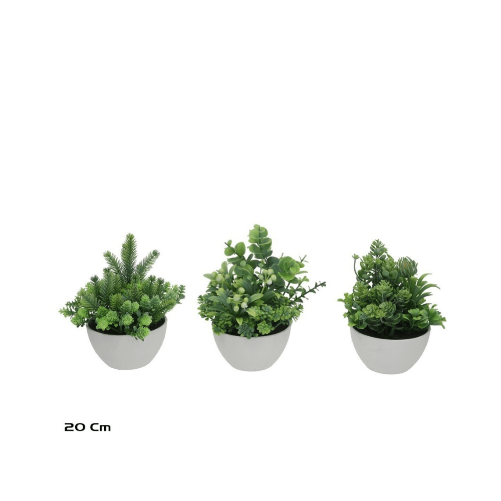 Alpha 55 Plante mixte en pot céramique déco nature