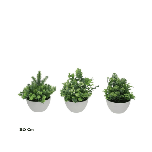 Alpha 55 Plante mixte en pot céramique déco nature