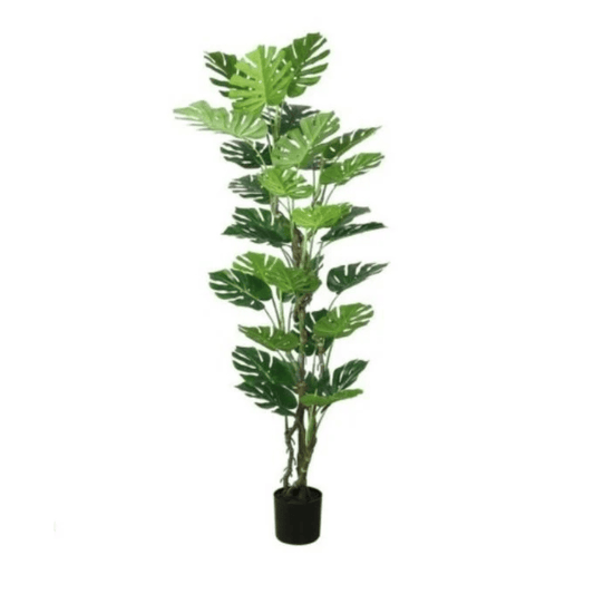 Alpha 55 Plante Monstera en Pot Décoratif
