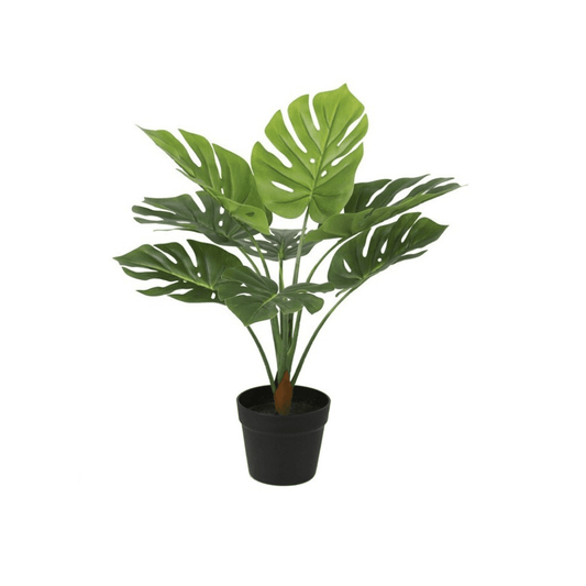 Alpha 55 Plante Monstera en Pot Décoratif Tropical