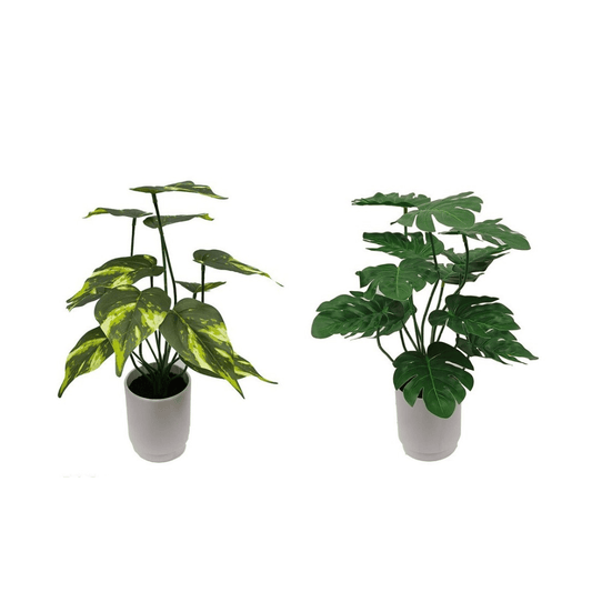 Alpha 55 Plante Monstera Potus en pot décoratif