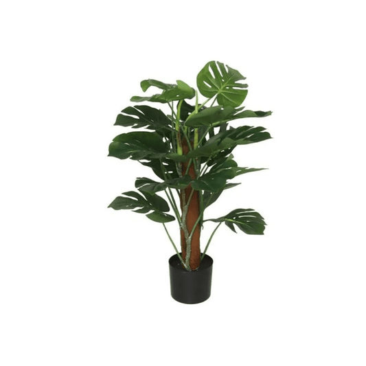 Alpha 55 Plante Monstera Tronc Coco en Pot Décoratif