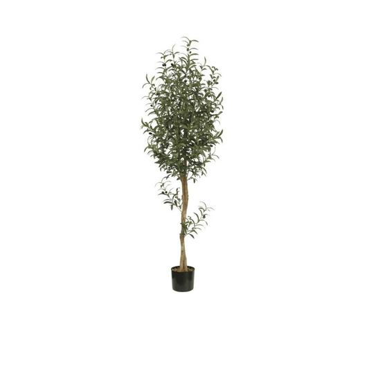 Alpha 55 Plante Olivier 180cm en Pot Décoratif