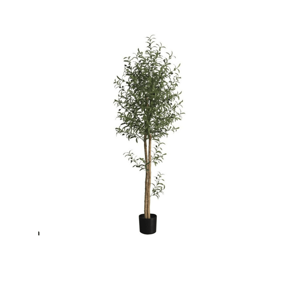Alpha 55 Plante Olivier 210cm en Pot Décoratif Géant