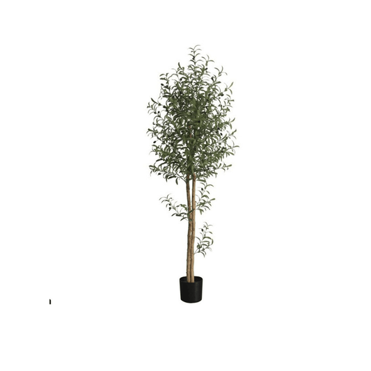 Alpha 55 Plante Olivier 210cm en Pot Décoratif Géant