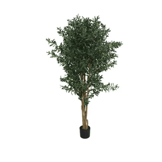 Alpha 55 Plante Olivier de Luxe en Pot Décoratif