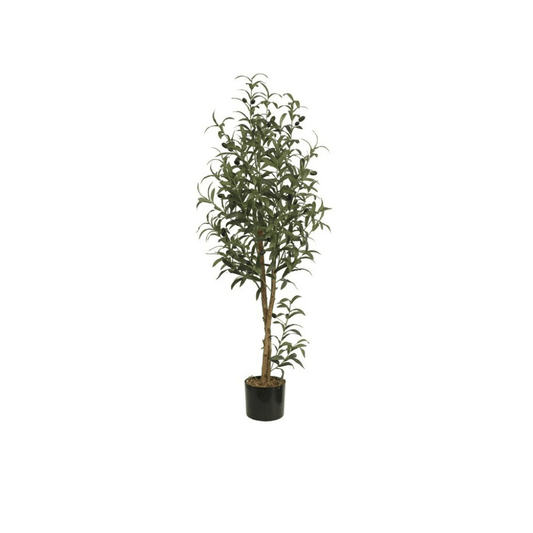 Alpha 55 Plante Olivier en Pot Décoratif Méditerranéen 122 cm