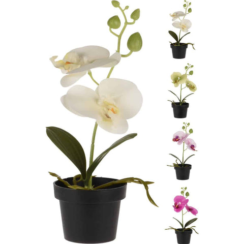 Alpha 55 Plante orchidée en pot noir 25 cm, 4 couleurs assortis