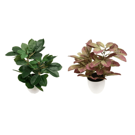 Alpha 55 Plante Schefflera Décorative en Pot Intérieur
