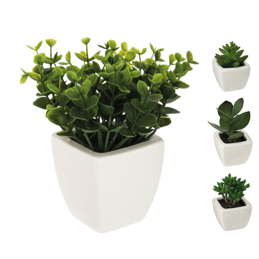 Alpha 55 Plante-succulente pot ceramique 5cm