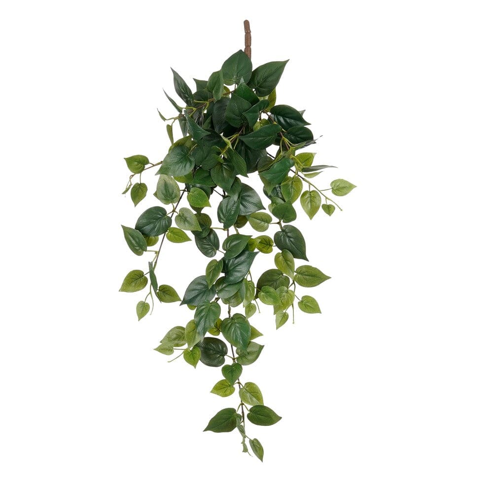 Alpha 55 Plante Suspendue Philo Vert – Déco Naturelle & Moderne