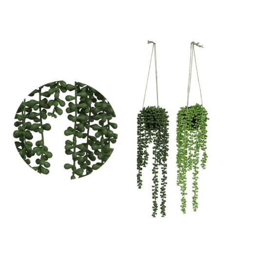 Alpha 55 Plante Suspendue Senecio en Pot Décoratif