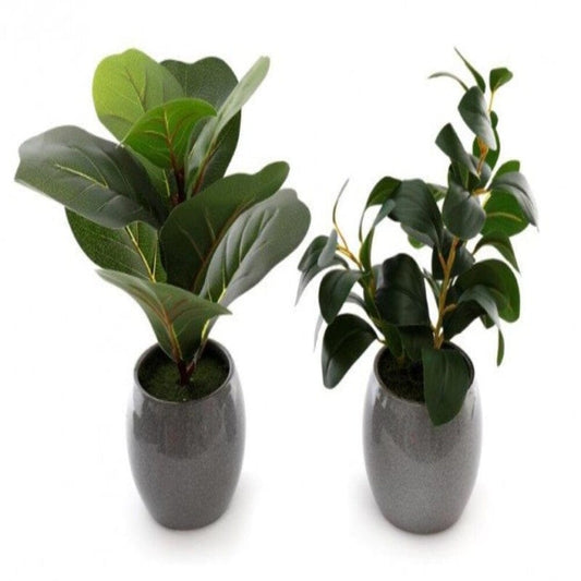 Alpha 55 Plante Synergy en pot rond