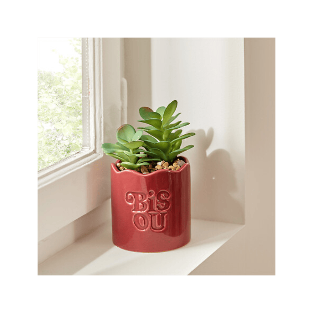Alpha 55 Plante vivace Chéri en pot céramique – Déco naturelle