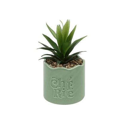 Alpha 55 Plante vivace Chéri en pot céramique – Déco naturelle