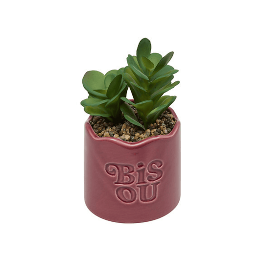 Alpha 55 Plante vivace Chéri en pot céramique – Déco naturelle