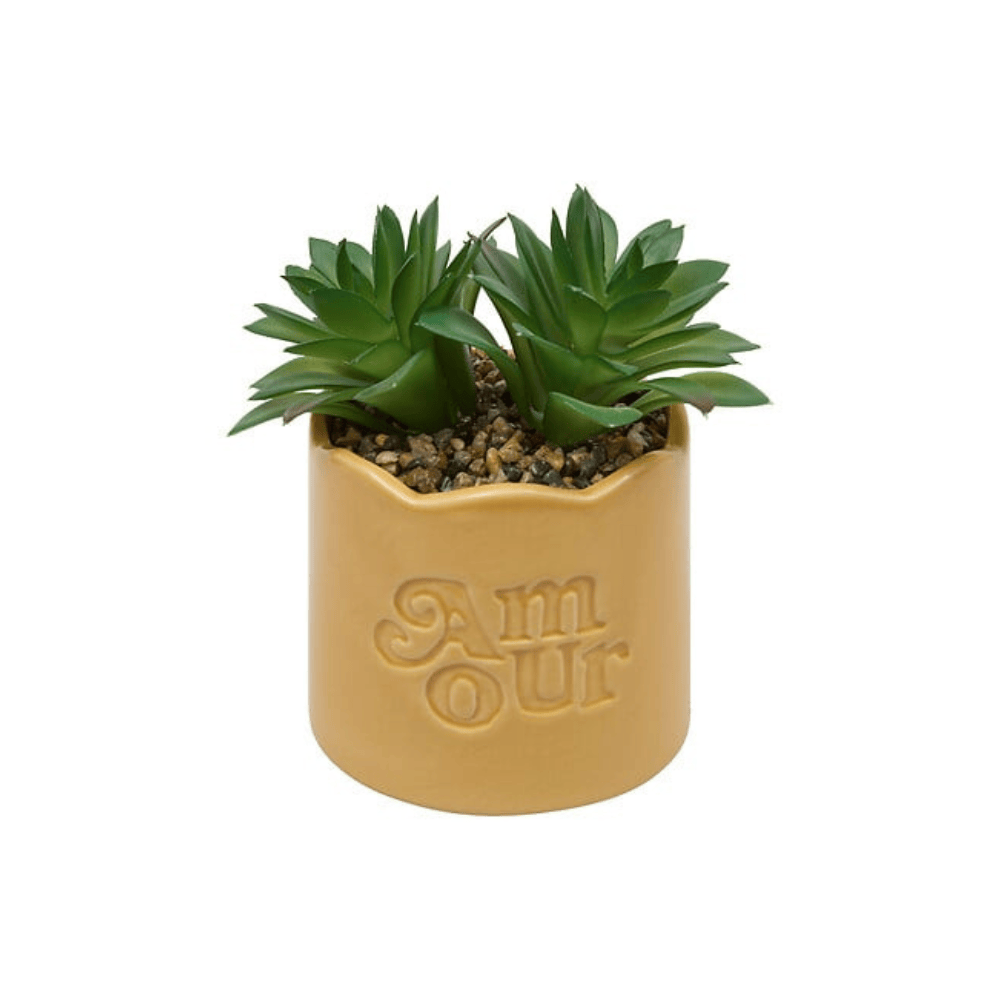 Alpha 55 Plante vivace Chéri en pot céramique – Déco naturelle