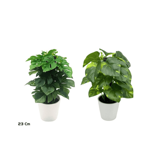 Alpha 55 Pothos Mons Coco en pot céramique déco
