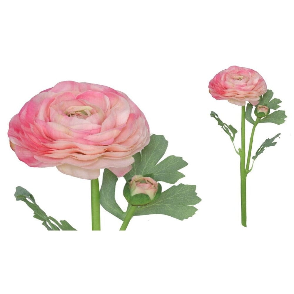 Alpha 55 Rose Tige de 2 fleurs de renoncule
