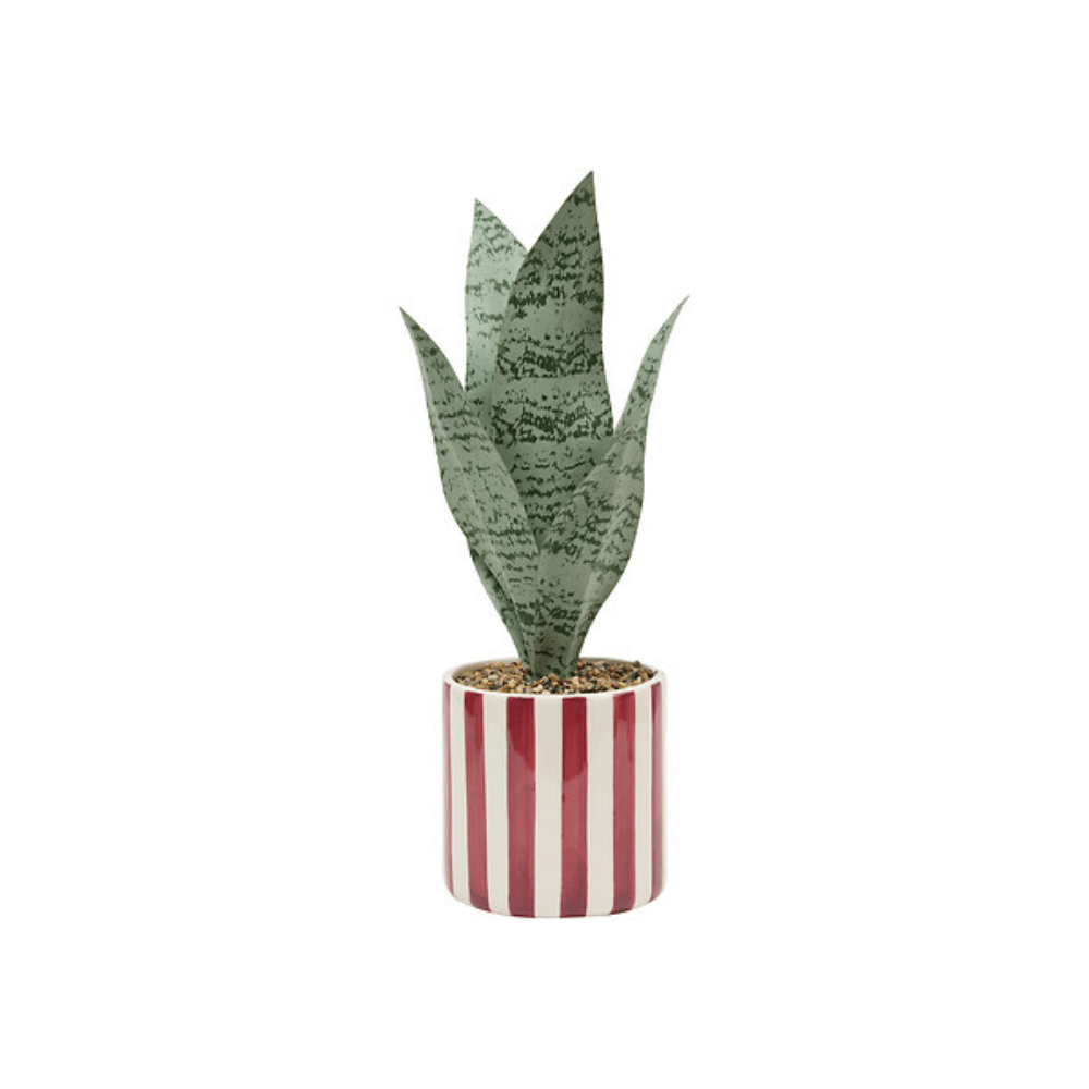 Alpha 55 Sansevieria Chéri avec pot en céramique – Déco verte