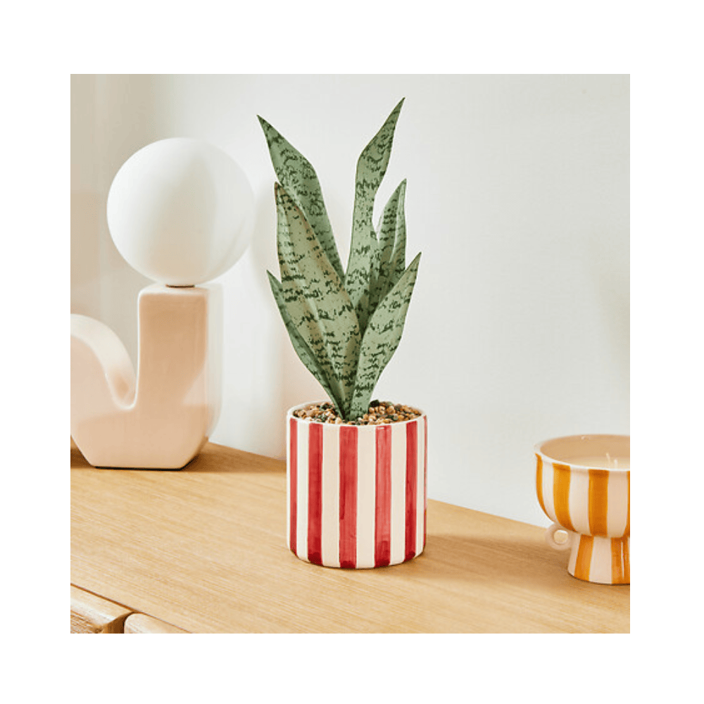 Alpha 55 Sansevieria Chéri avec pot en céramique – Déco verte