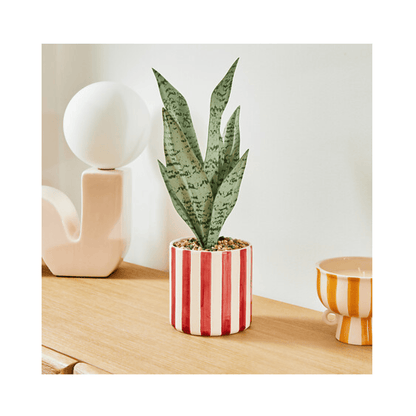 Alpha 55 Sansevieria Chéri avec pot en céramique – Déco verte