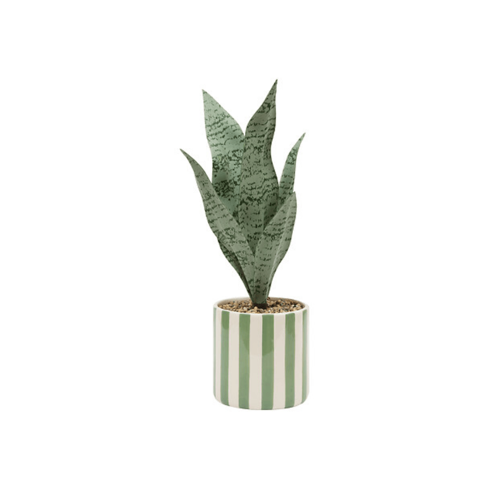 Alpha 55 Sansevieria Chéri avec pot en céramique – Déco verte