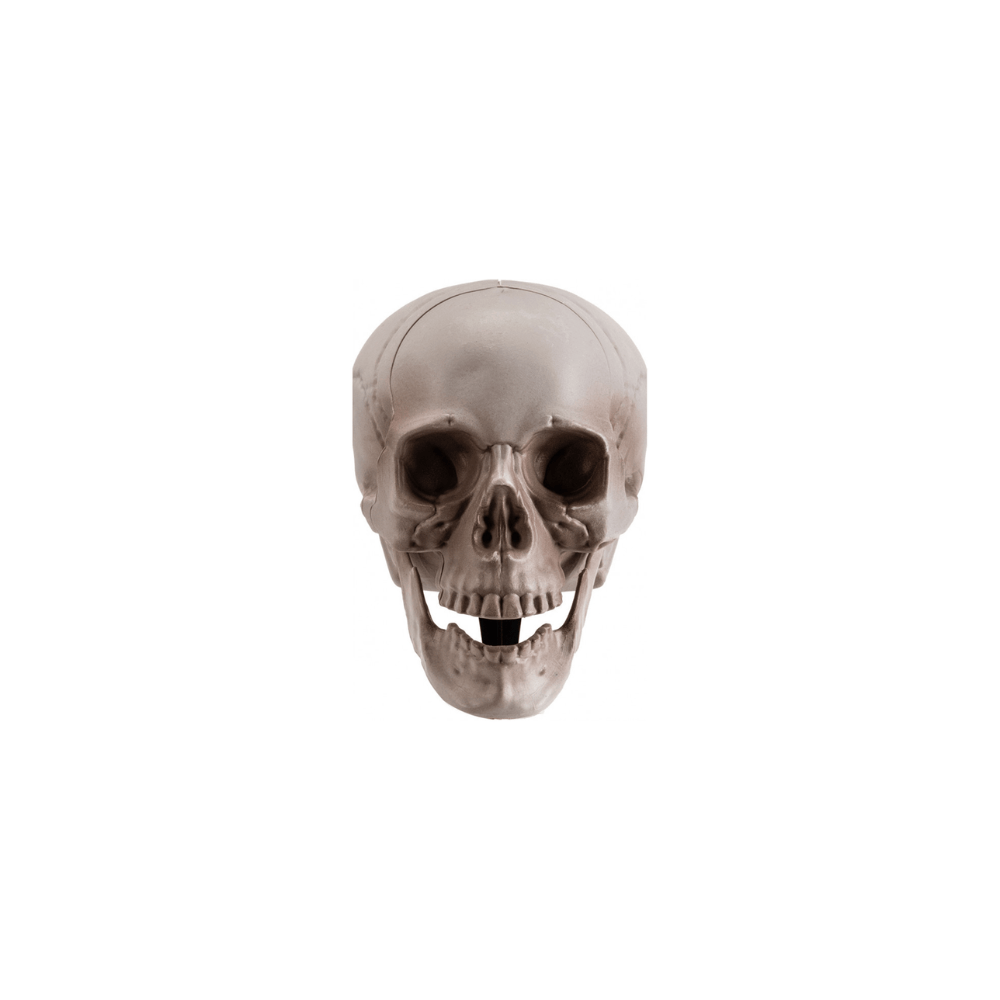 Alpha 55 Set de 3 Squelettes à Planter – Décoration Halloween