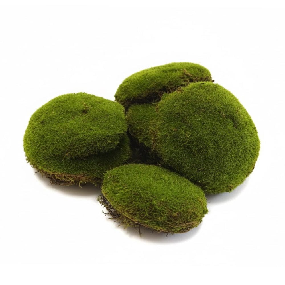 Alpha 55 Set de 6 galets en mousse artificielle décorative