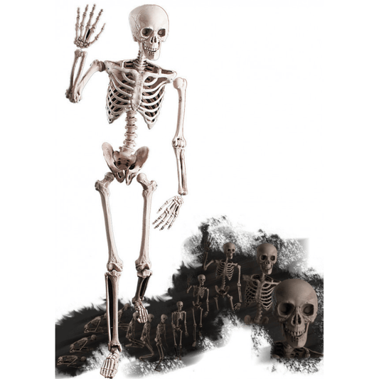 Alpha 55 Squelette Articulé 160 cm – Décoration Halloween