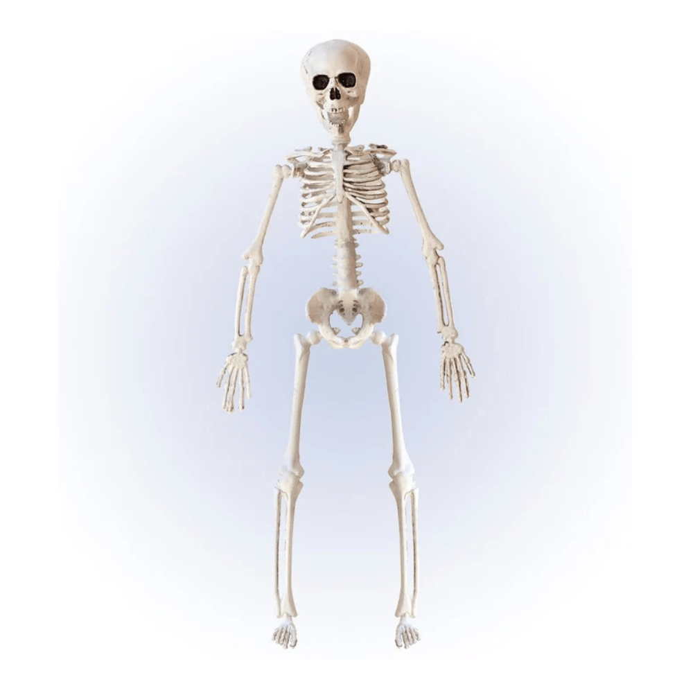 Alpha 55 Squelette Articulé 40 cm Décoration Halloween