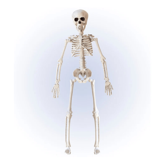 Alpha 55 Squelette Articulé 40 cm Décoration Halloween