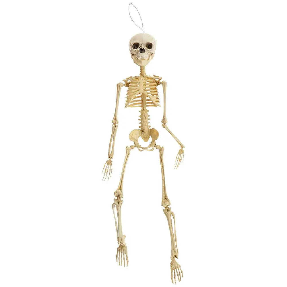 Alpha 55 Squelette Articulé 45 cm – Décoration Halloween