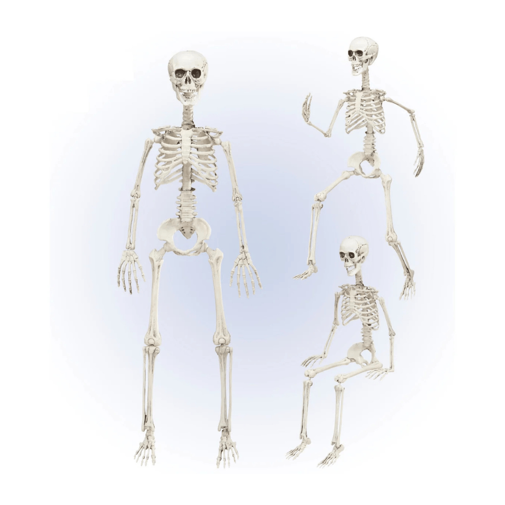 Alpha 55 Squelette Articulé 90 cm – Décoration Halloween